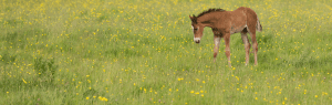 Foal in a field