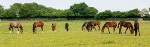 Mares and foals in field